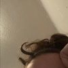 melissamoniz303